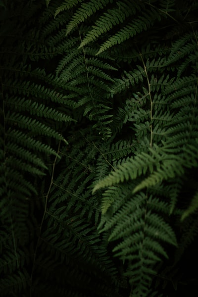 近距离拍摄的绿色蕨类植物